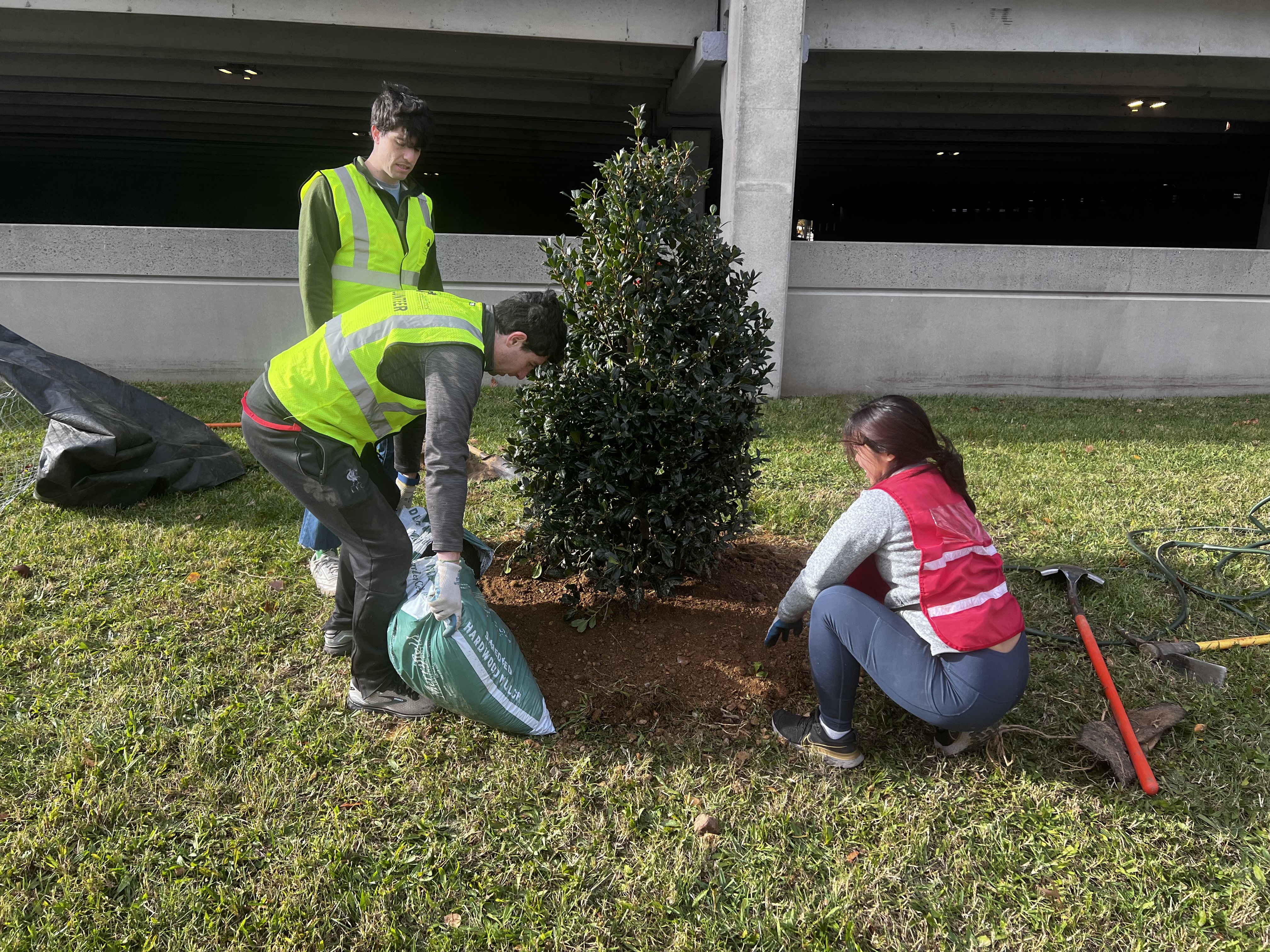 tree planting