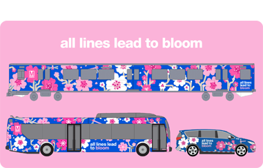 Cherry Blossom Season 2026
